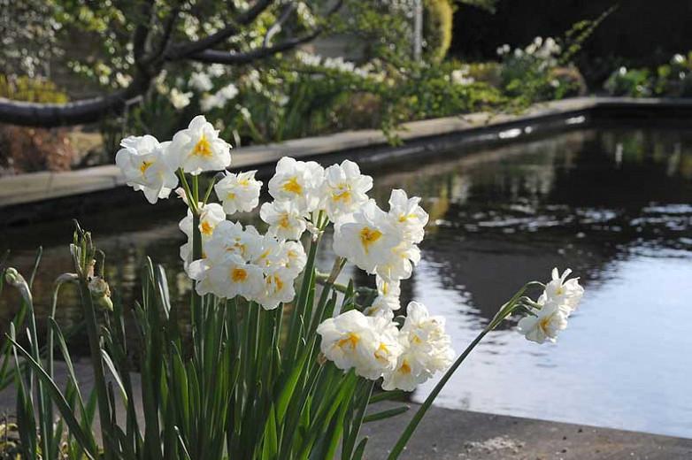 Narcissus 'Sir Winston Churchill', Daffodil 'Sir Winston Churchill', Double Daffodil 'Sir Winston Churchill', Double Narcissus 'Sir Winston Churchill', Spring Bulbs, Spring Flowers
